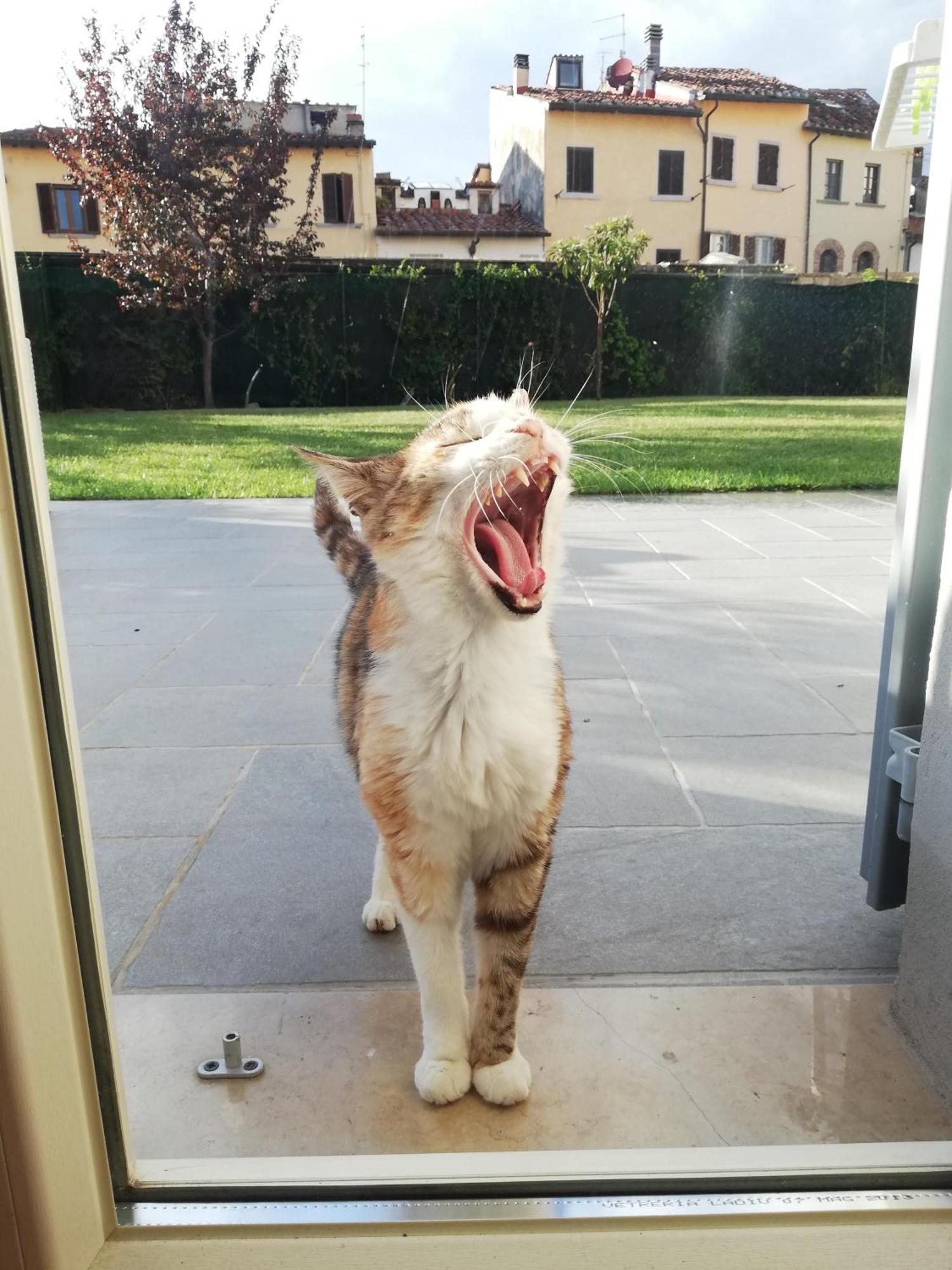 Casa Di Pietro Aretino, Arezzo Centro Storico 4-8 Letti Apartment Bagian luar foto